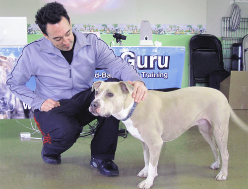 pit bull