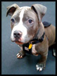 pit bull