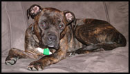 pit bull