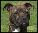 pit bull