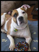 Colby Pit Bull