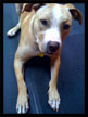 pit bull