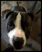 pit bull
