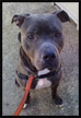 pit bull