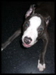 pitbull