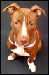 pitbull