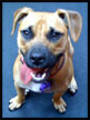 pit bull