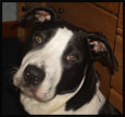 pit bull