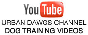 Modern Dog Training on YouTube