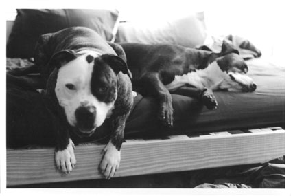 pitbullfriends